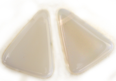 991570 Cream 18x14mm   50g